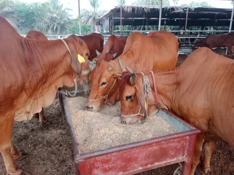 four cows brown